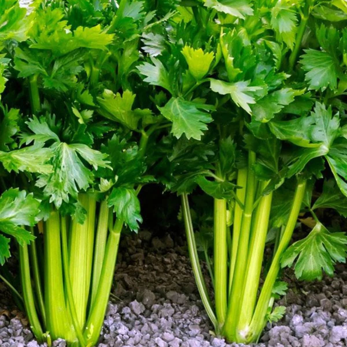Celery | Seeds