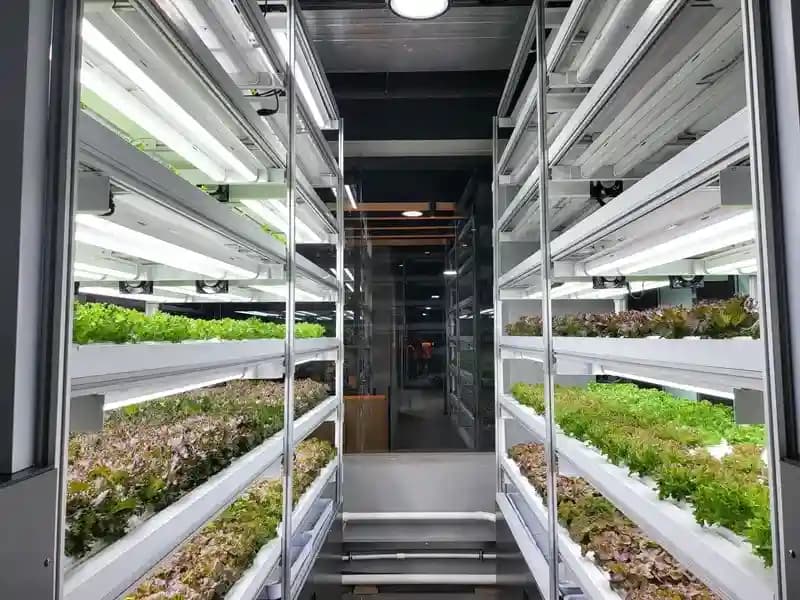 Glasshouse for Ornamental Plant Production