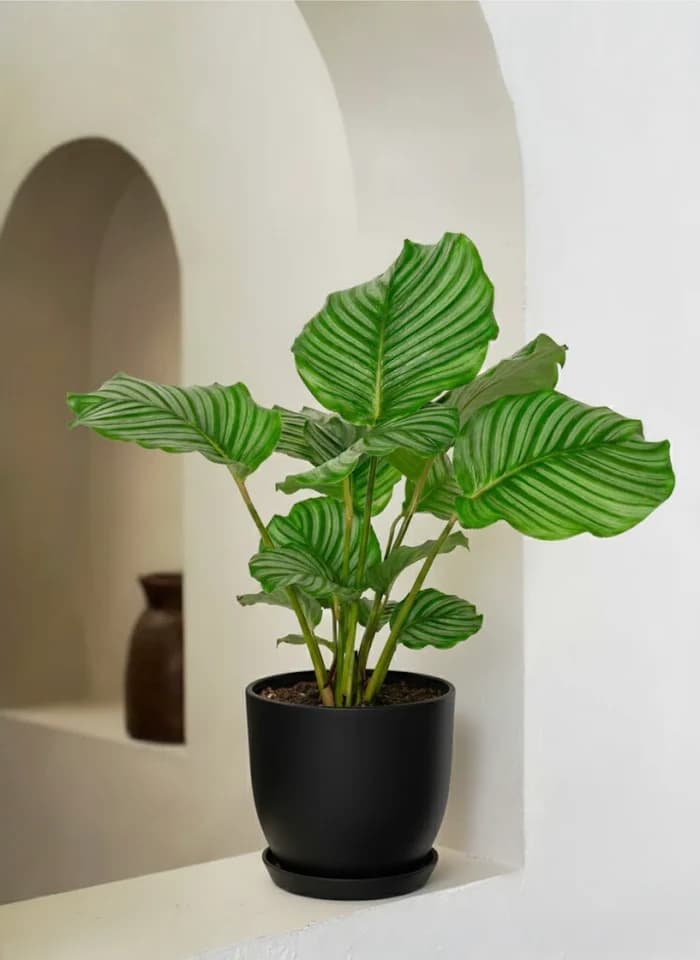 Calathea Orbifolia