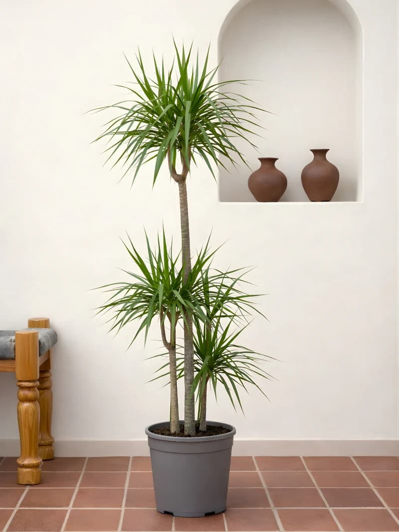 Dracaena Marginata