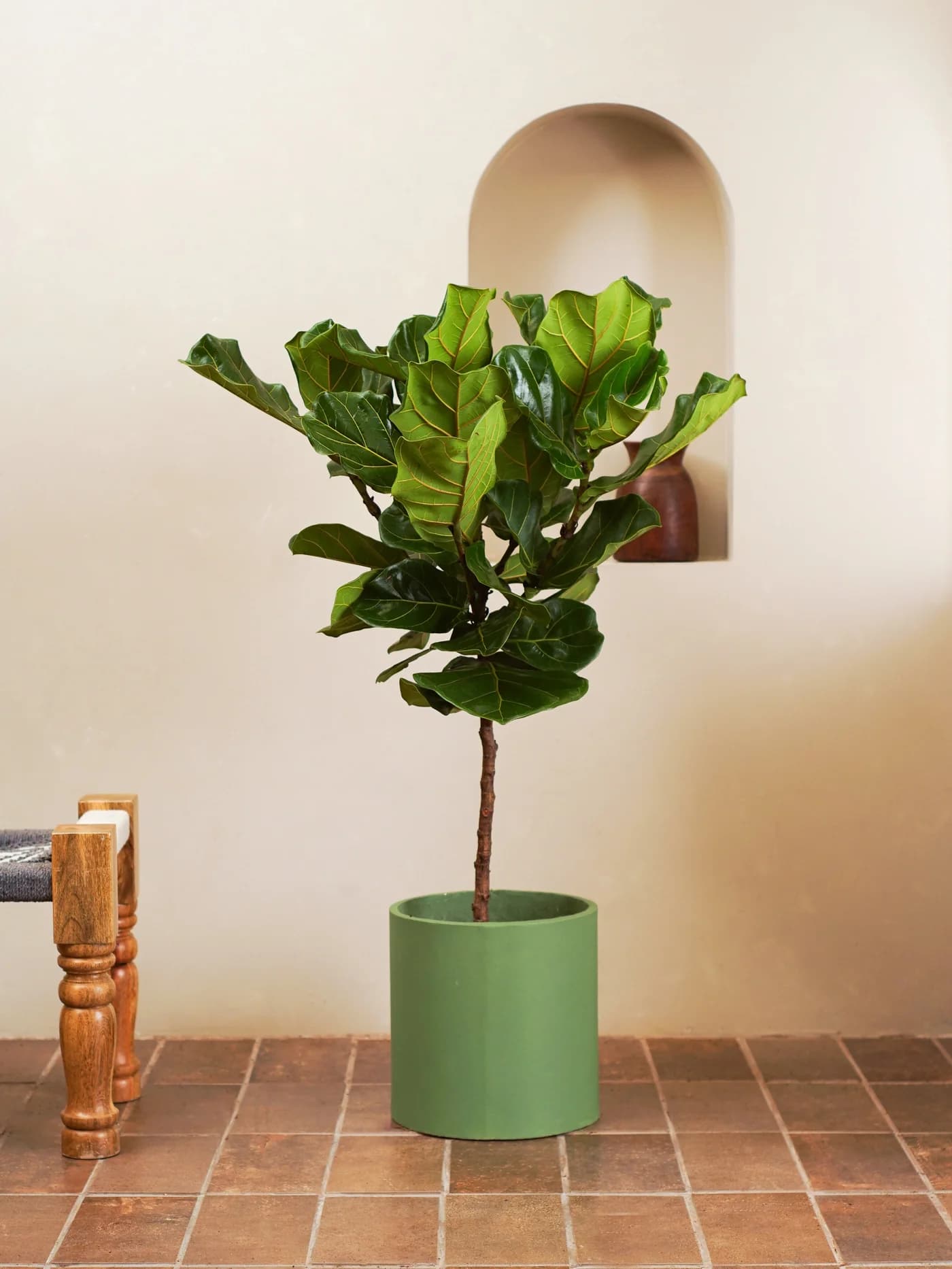 Fiddle Leaf Tree